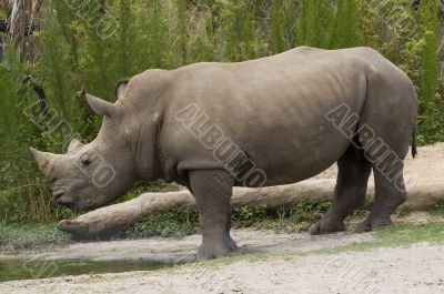 White Rhinoceros