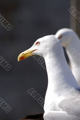 seagull