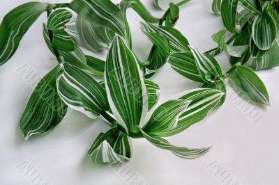 bindweed bindweed