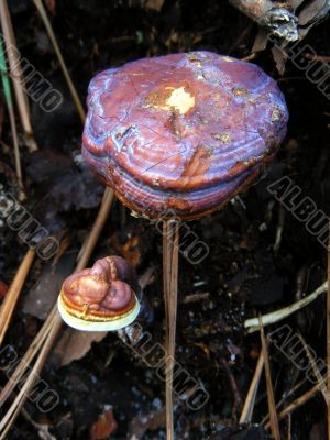 Fungi Fungi