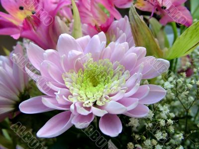 The different types of one bouquet 25