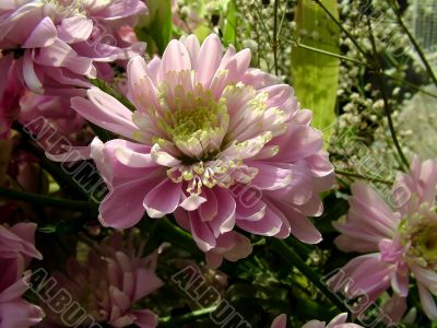 The different types of one bouquet 16