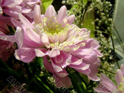 The different types of one bouquet 15