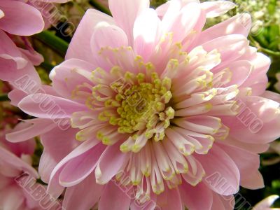 The different types of one bouquet 11