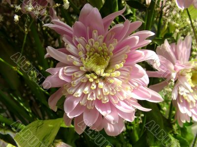 The different types of one bouquet 6