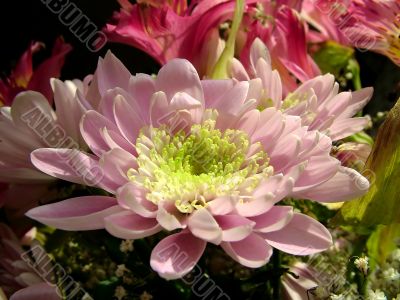 The different types of one bouquet 5