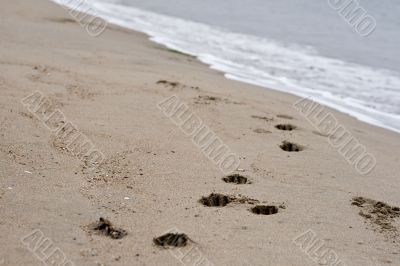 Dog`s tracks on sea shore