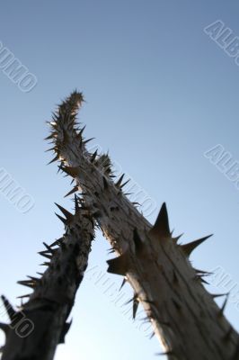 Sticks with big thorns