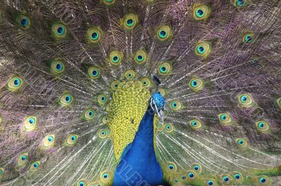 peacock with beautiful tail