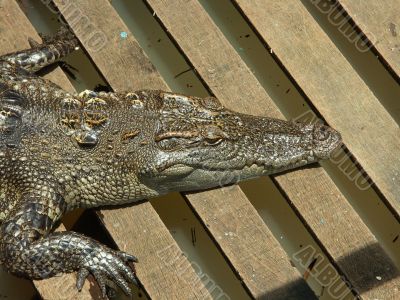 crocodile farm on Cambodia lake