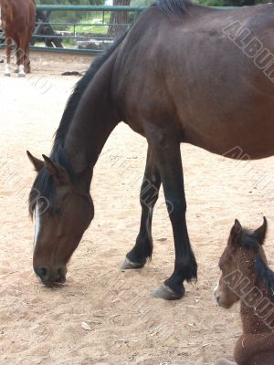 A horse with a foal