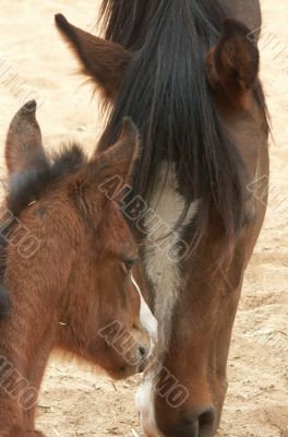 A horse with a foal