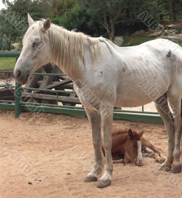 A horse with a foal