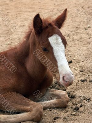 a foal