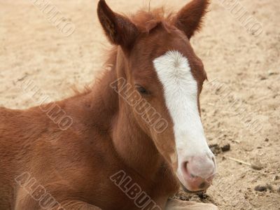 a foal