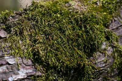 tree moss