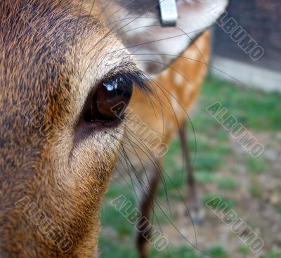 A Young Doe`s Eye