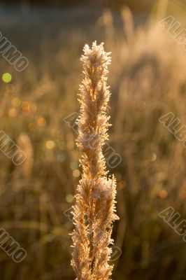 spikelet in hoar-frost