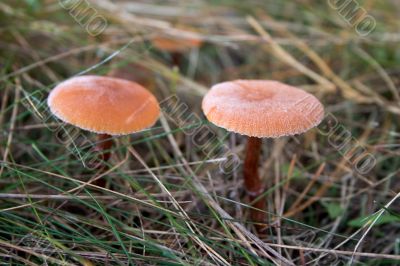 mushroom in hoar-frost