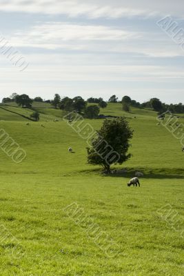 Farmland in the Lake District