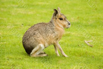 Patagonian Hare