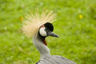 South African Crowned Crane