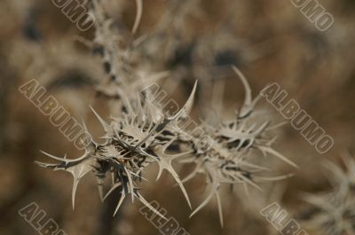 thorny, spiny dry grass thorny, spiny dry grass