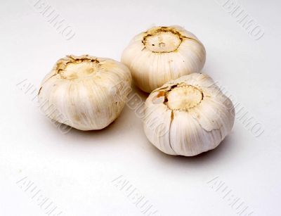 garlic