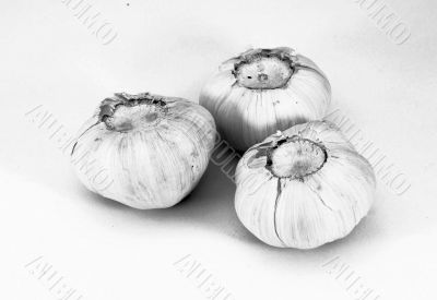 garlic