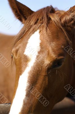 A horse in a farm