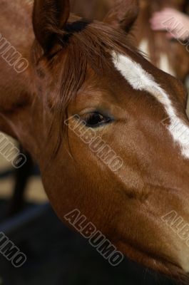 A horse in a farm A horse in a farm