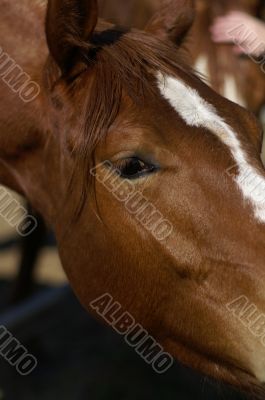 A horse in a farm