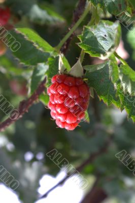 Raspberry on a bush