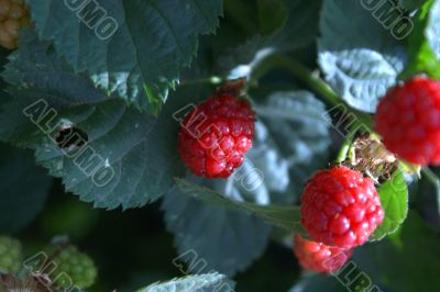 Raspberry on a bush