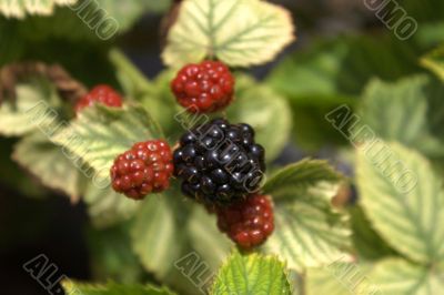 Raspberry on a bush