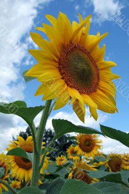 sunflower