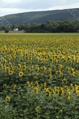 sunflower field