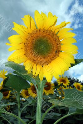 sunflower