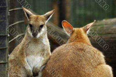 kangaroos in zoo