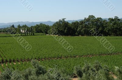 Californian vineyard