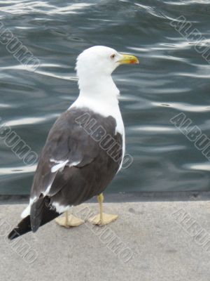 a seagull