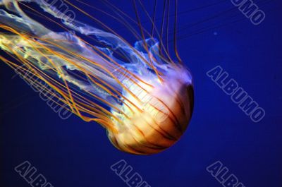 jellyfish jellyfish