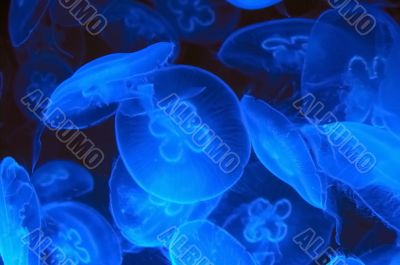 jellyfish jellyfish