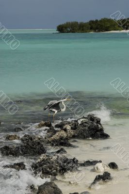 Seagull on a Maldivian island beach