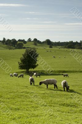 Farmland in the Lake District