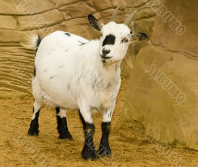 Pygmy Goat