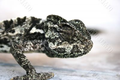 Chameleon