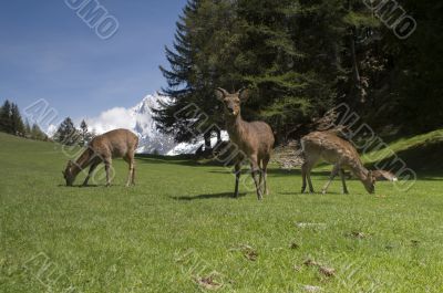 Deer in front of Mont Blanc