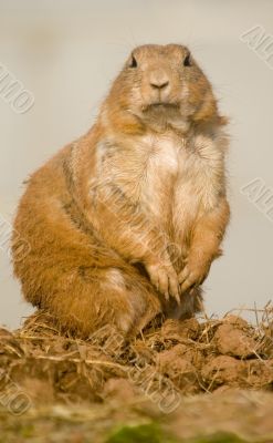 Prairie Dog