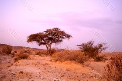 Desert landscape